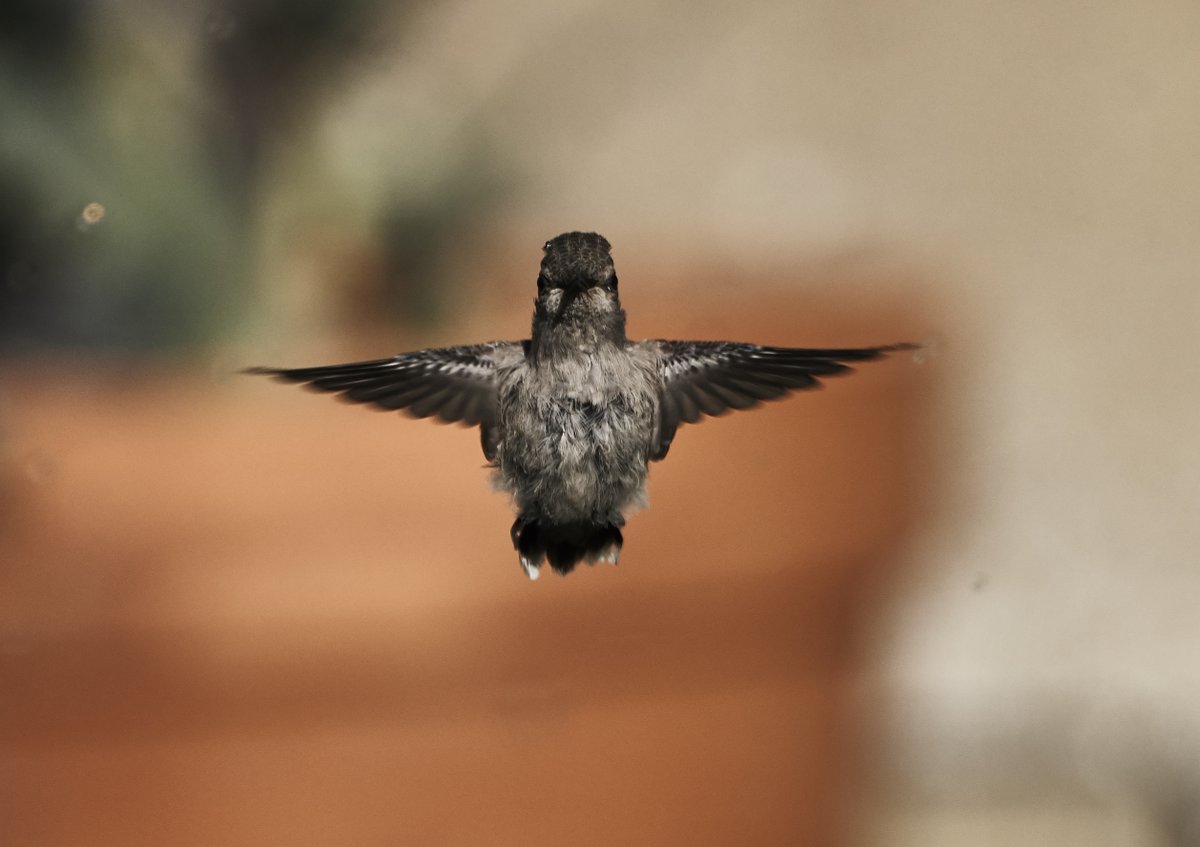 lizcaffey's tweet photo. I am trying to catch up since I didn't know about #hummingbirdweek  until thursday. This one is a fledgling Anna's who was taking a bath in the sprinkler last summer. https://t.co/n4ZvO6pWua