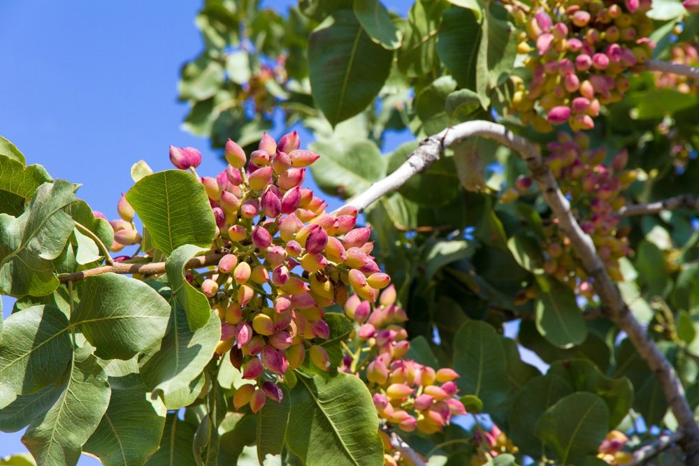 this is a pistachio tree