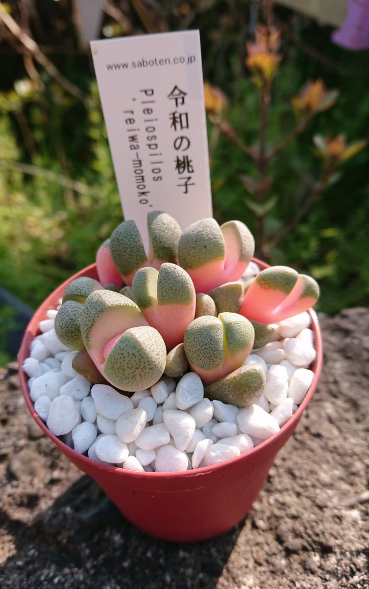 氷海 地元のホームセンターに 可愛らしい多肉植物が売られてたのでお買い上げ なんとなくエロいような気もする 帰ったら植え替えだ 氷海 地元のホームセンターに 可愛らしい多肉植物が売られてたのでお買い上げ なんとなくエロいような気もする 帰ったら植え替えだ