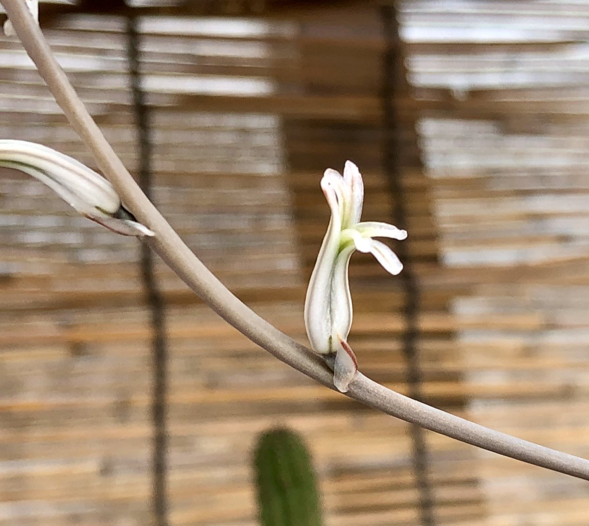 コタロー 生き物 V垢 ハオルチア達にも開花の兆し 一番手はレツーサでした ハオルチアの花は小さく特徴的な形してますね