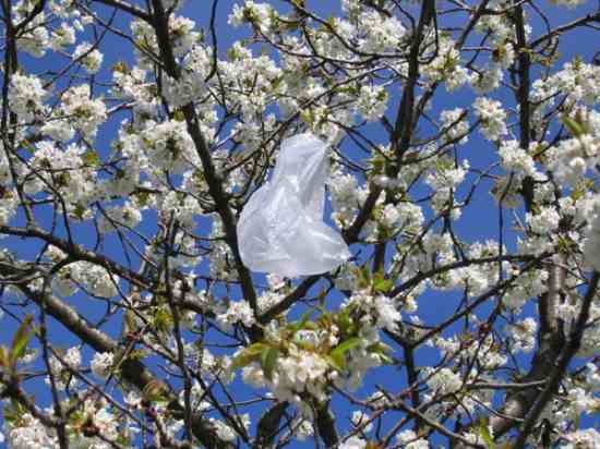 So from this day forward, the State Bird of Alabama will be a plastic Walmart bag, caught on a tree, fence, or power line.It's fluttering in the breeze, which you've tricked yourself into believing is good enough.It's not. It never will be.But you don't care.