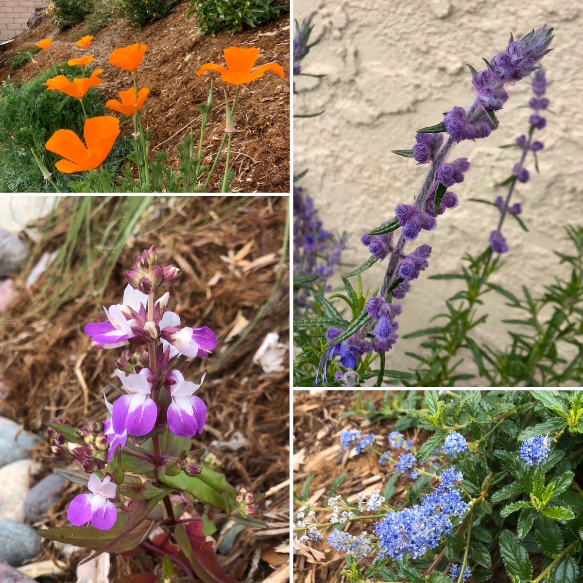 Clockwise from top L - various native flowers around my yard today:
1. California poppies in their glory
2. Wooly blue curls 
3. ‘Joyce Coulter’ Ceanothus 
4. Chinese houses