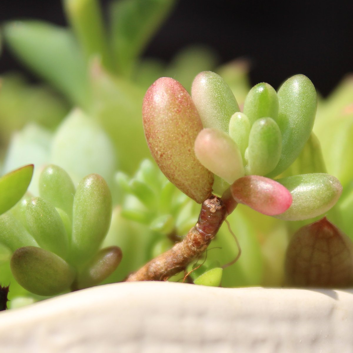 微妙に多肉植物に詳しいつもりのウーロン オーロラ 虹の玉の斑入り品種 多肉植物の世界では斑入りは 錦 と呼ばれることが多いが コイツは別の流通名がついてるぞ 分かりにくいが うっすら白っぽくなってたり筋が入ったり 紅葉したときに赤