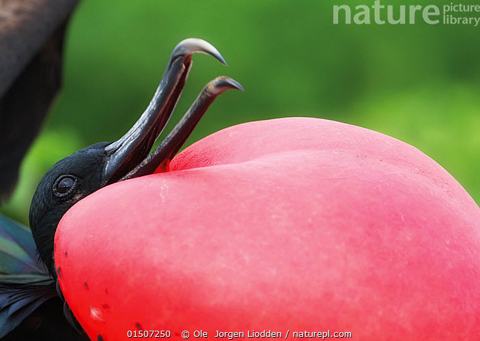 That was such a fucking downer ending, and I'm so sorry, but where the fuck do you go from there? That's the world.Let me offer some hope maybe, as a post script.If the state can fix its shit it'll earn the Magnificent Frigatebird. Start with your schools.  #StayAtHomeSafari