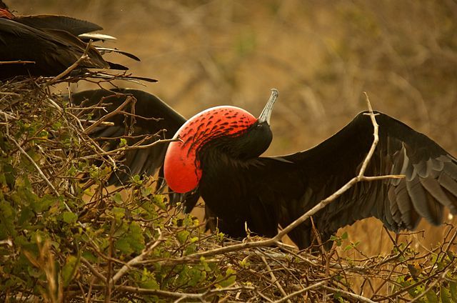 That was such a fucking downer ending, and I'm so sorry, but where the fuck do you go from there? That's the world.Let me offer some hope maybe, as a post script.If the state can fix its shit it'll earn the Magnificent Frigatebird. Start with your schools.  #StayAtHomeSafari