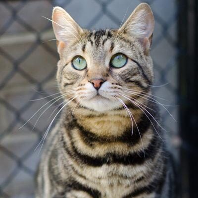 AdoptAFloof's tweet photo. #AdoptAfloof of the day: Petra the 2yo Bengal x DSH at saveadogscheme in Malvern. 
.
.
https://t.co/No9LWxJsY1

#dsh #bengal #floof #adoptdontshop #rescuecats #sads https://t.co/Q2gkYXREA8