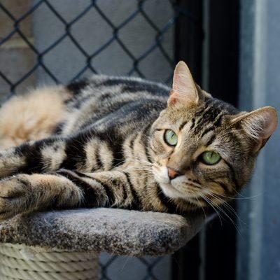AdoptAFloof's tweet photo. #AdoptAfloof of the day: Petra the 2yo Bengal x DSH at saveadogscheme in Malvern. 
.
.
https://t.co/No9LWxJsY1

#dsh #bengal #floof #adoptdontshop #rescuecats #sads https://t.co/Q2gkYXREA8