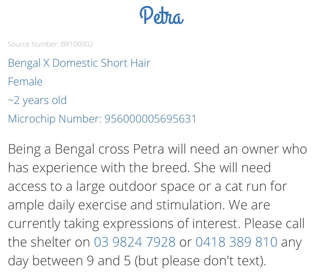 AdoptAFloof's tweet photo. #AdoptAfloof of the day: Petra the 2yo Bengal x DSH at saveadogscheme in Malvern. 
.
.
https://t.co/No9LWxJsY1

#dsh #bengal #floof #adoptdontshop #rescuecats #sads https://t.co/Q2gkYXREA8