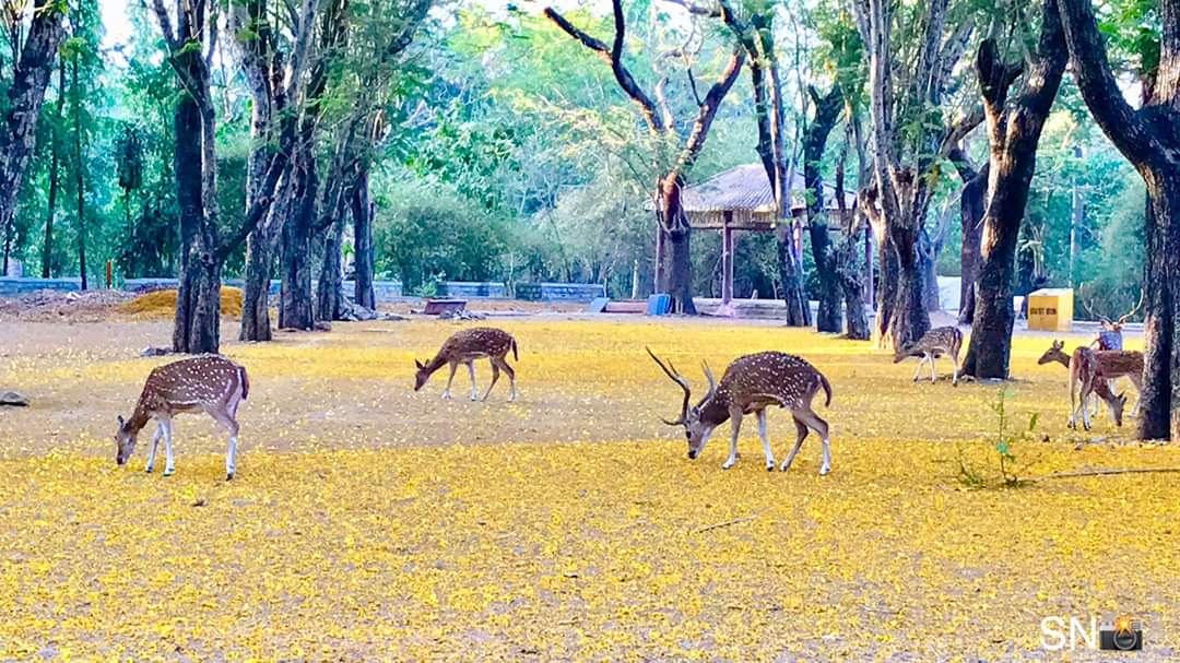 Ravi1721991's tweet photo. #nationalpark#Borivali#Mumbai https://t.co/n6kwbAD0bF
