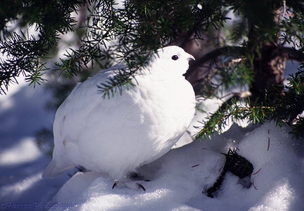 No, wait.Here's the proper PS I can give you.There's a town in Alaska named after their soft snow birbs.But nobody in town was sure how to spell Ptarmigan.So they named the town Chicken to avoid embarrassing themselves.NOW /END  #StayAtHomeSafari https://twitter.com/joehammon/status/1245915742593150984