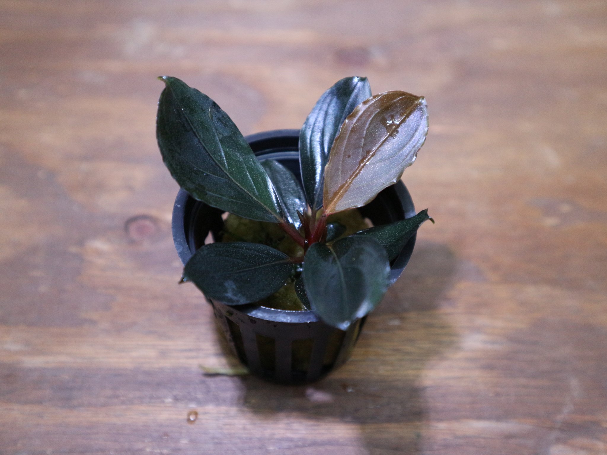 ブセファランドラ レッドスコーピオン ブセファランドラ レッドスコーピオン ブセファランドラsp red