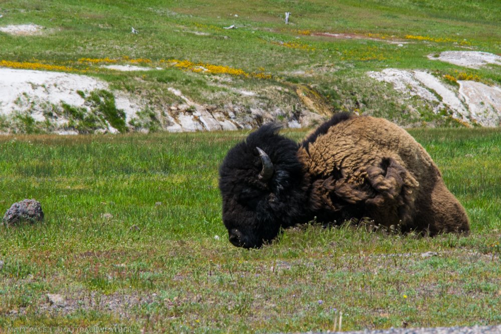 WeatherChitChat's tweet photo. We are on hour 10 of this #digitalvacation, so time for a rest! A bison enjoying the grassland and taking a nap in #YellowStone. (Hour 10/16) https://t.co/f7nFz9zARK