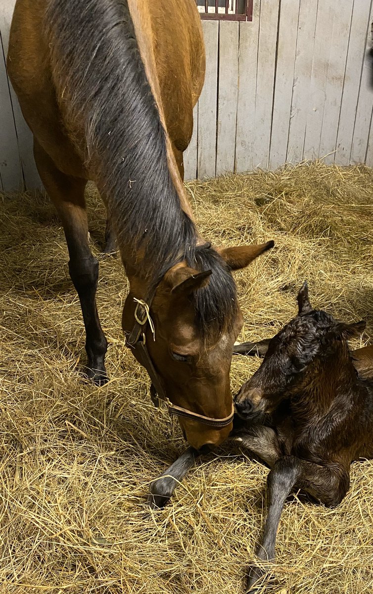 ConsidineFarm's tweet photo. Y’all it’s a colt! Just born — PEARLS KEYS (Bernstein) x CAIRO PRINCE!
Congrats to World Thoroughbreds Racing, Inc. @AirdrieStud #considinefarm #worldthoroughbreds #cairoprince #airdriestud #pearlkeys https://t.co/1k4WNn7V5a