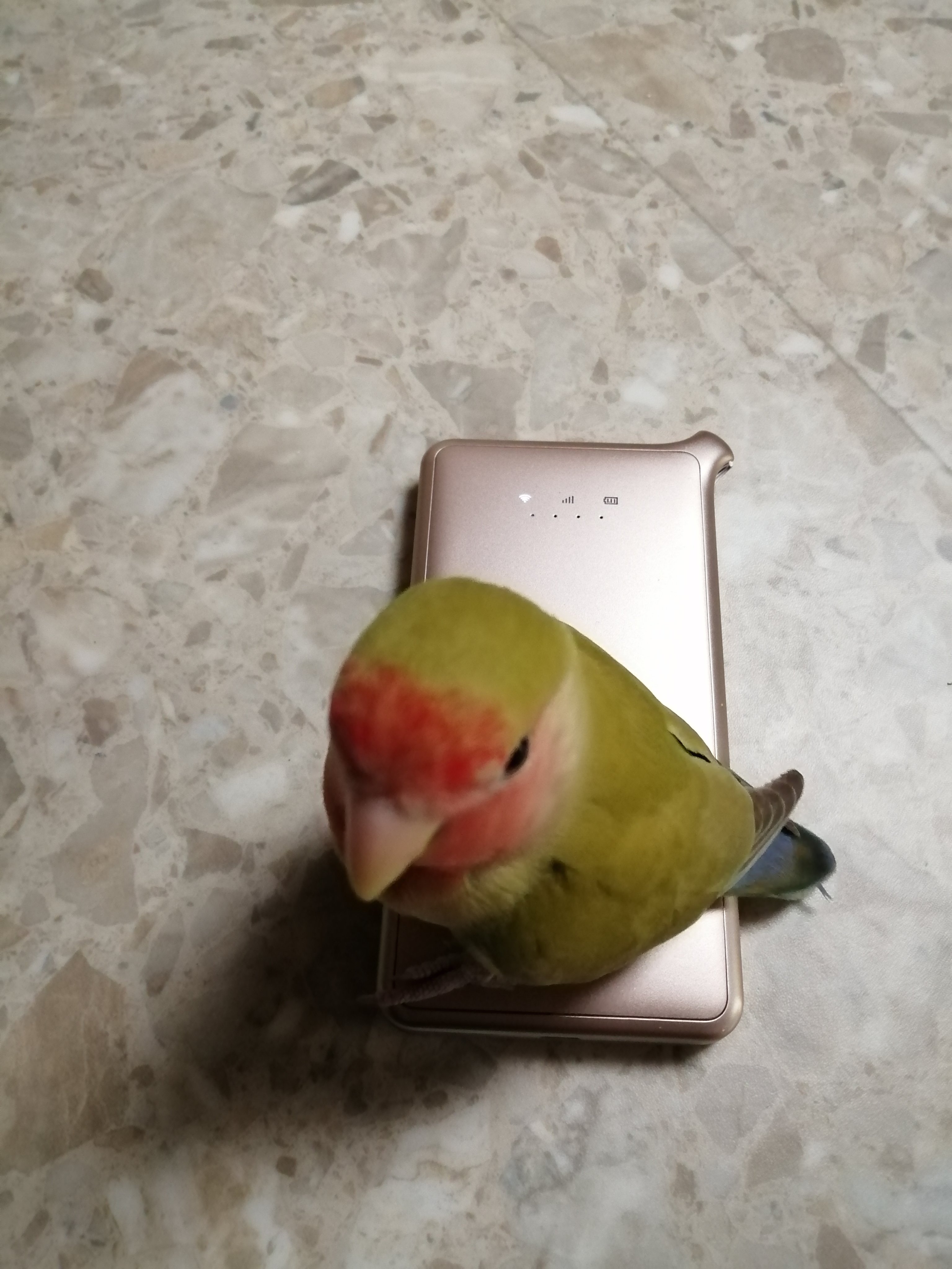 どんなときもwifi通信障害 Twitter Search Twitter