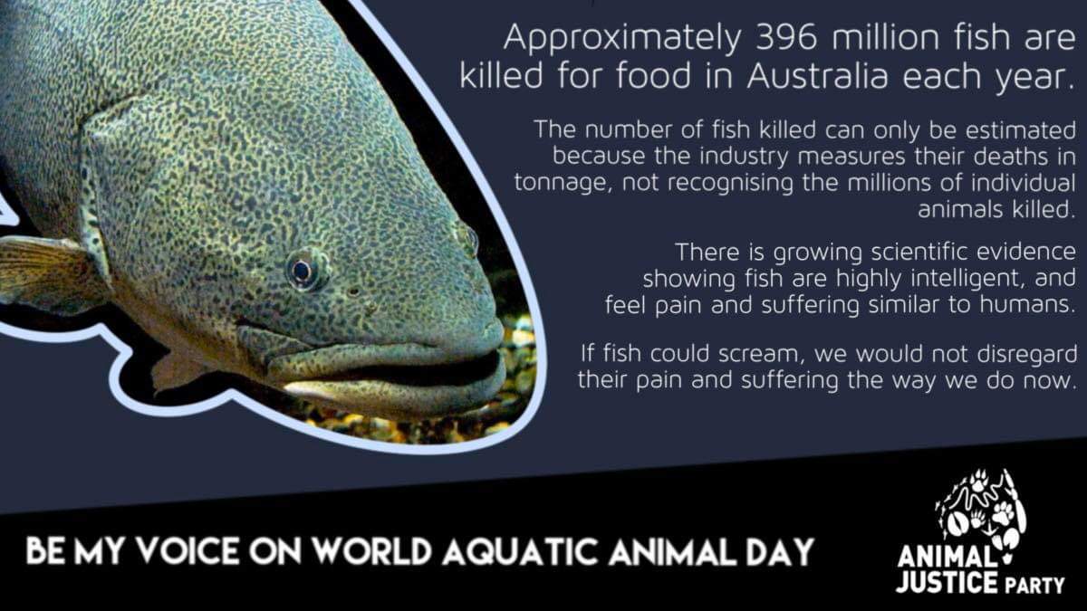 Fish feel pain and just like we do. Yet every year nearly 400 million fish in Australia are killed by sharp fish hooks, being crushed in fishing nets, and from being suffocated to death.
This #WorldAquaticAnimalDay it’s time to take action to protect fish in NSW.