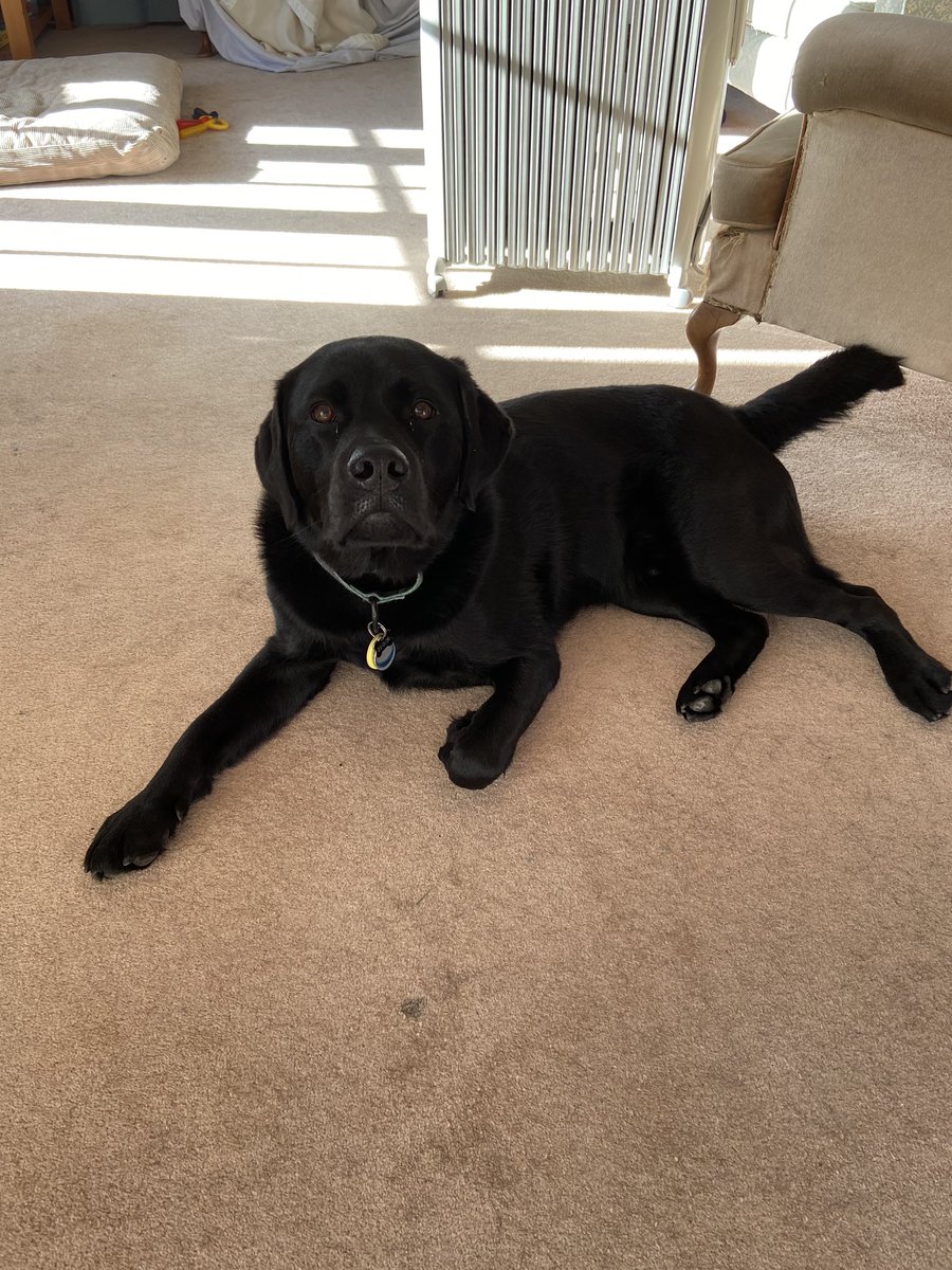 kenny_clark's tweet photo. @oneforthedr Arlo feels Fenton’s pain. https://t.co/f4jNu5rgcK