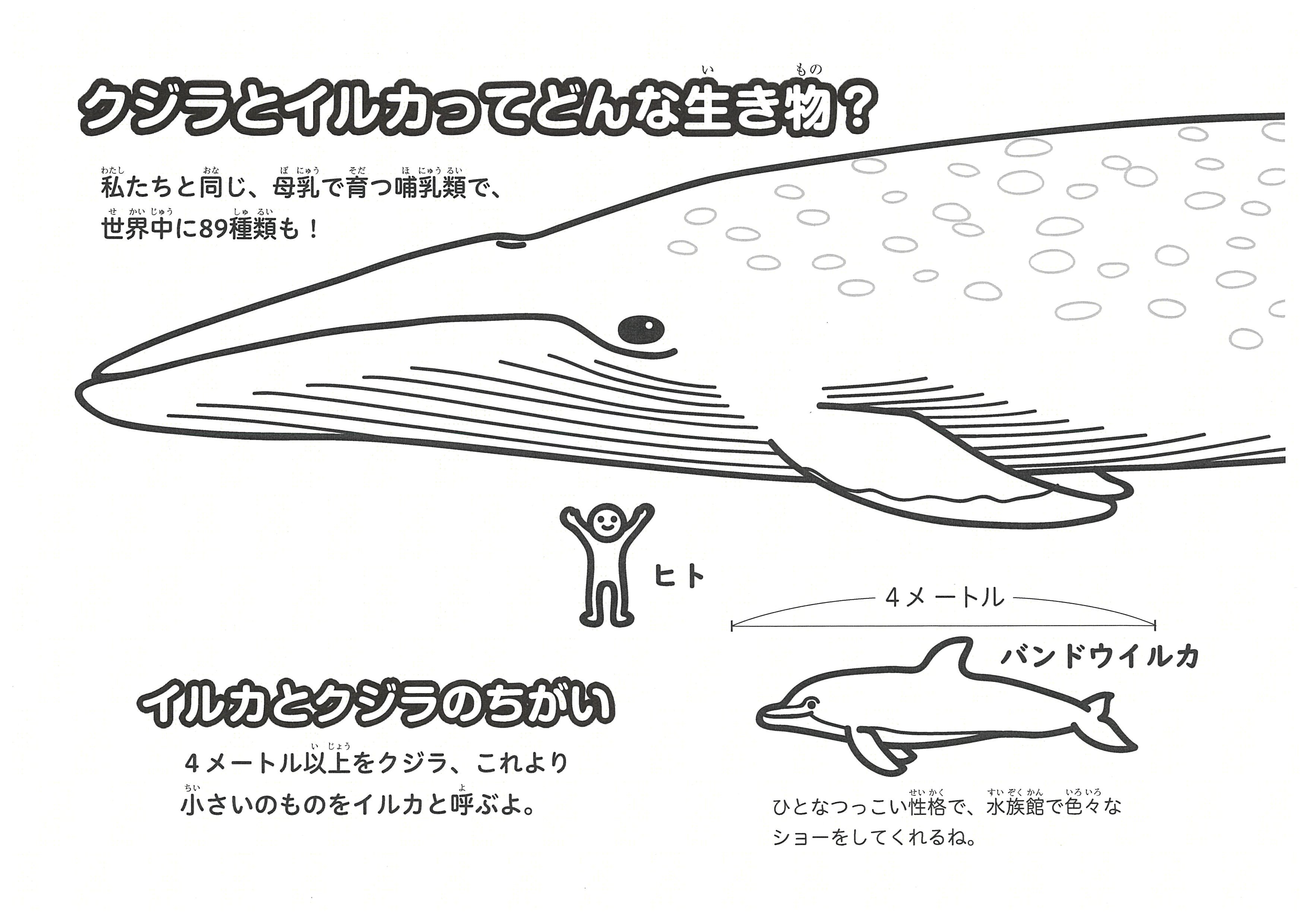 ととけんブリ蔵 日本さかな検定大使 クジラとイルカの違いの答えは 大きさ ぶり どちらもクジラ 目で その中で歯がある ハクジラ亜目 に分類される４ｍ以上がクジラ それより小さいのがイルカなんだってぶり ととけん さかな検定 クジラと