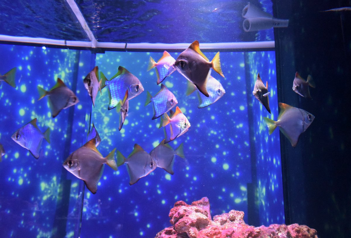 A Trr Line 3955 Marine Snow Domeでは ヒメツバメウオもたくさん泳いでいる インド洋 西部太平洋域で見ることができる マングローブ域では 典型的な魚のひとつ 飼育は難しくないことから 観賞魚として人気がある アクアパーク品川 ヒメ