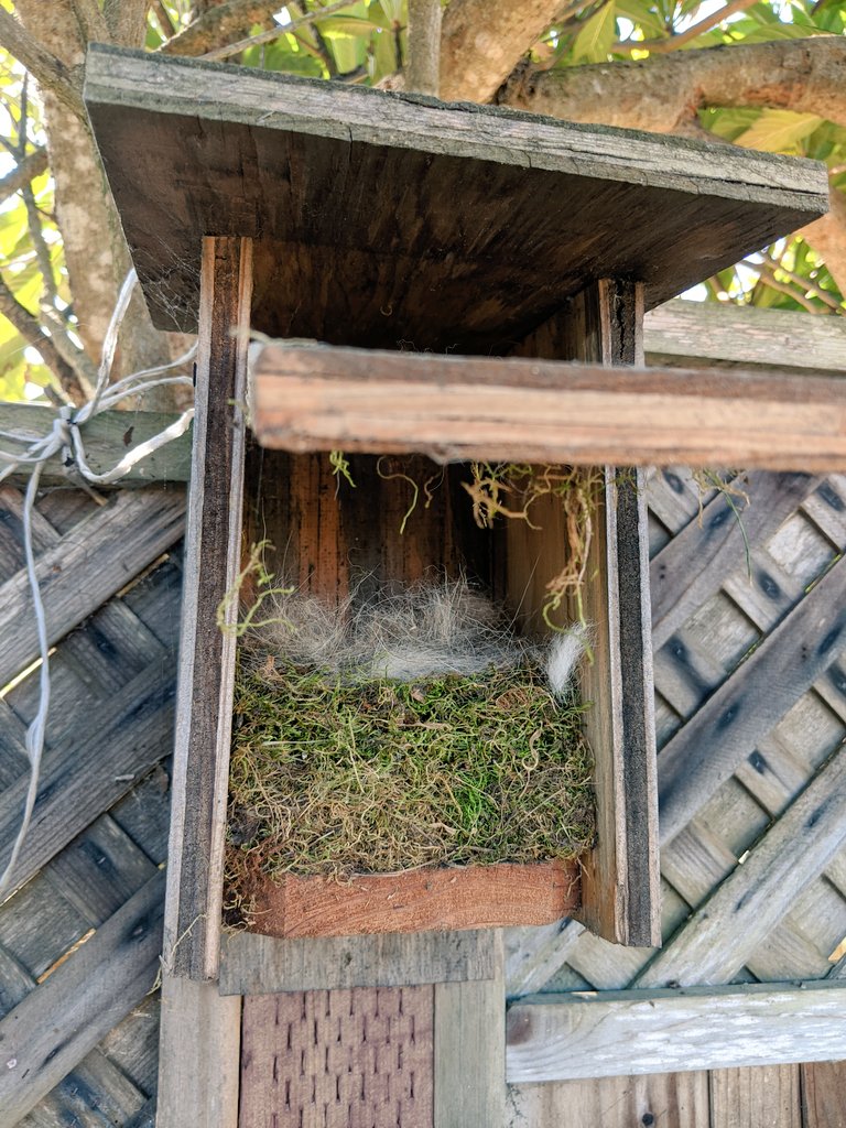 On March 4, a pair of Chestnut-backed Chickadees had built a nest in our nest box after I put out suet for a winter. Looking into it floored me - they built a thick mat of moss topped with cozy dog fur, shaped into a cup!
