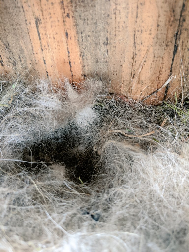 By March 13th, they had laid 5 little eggs (buried in fur).