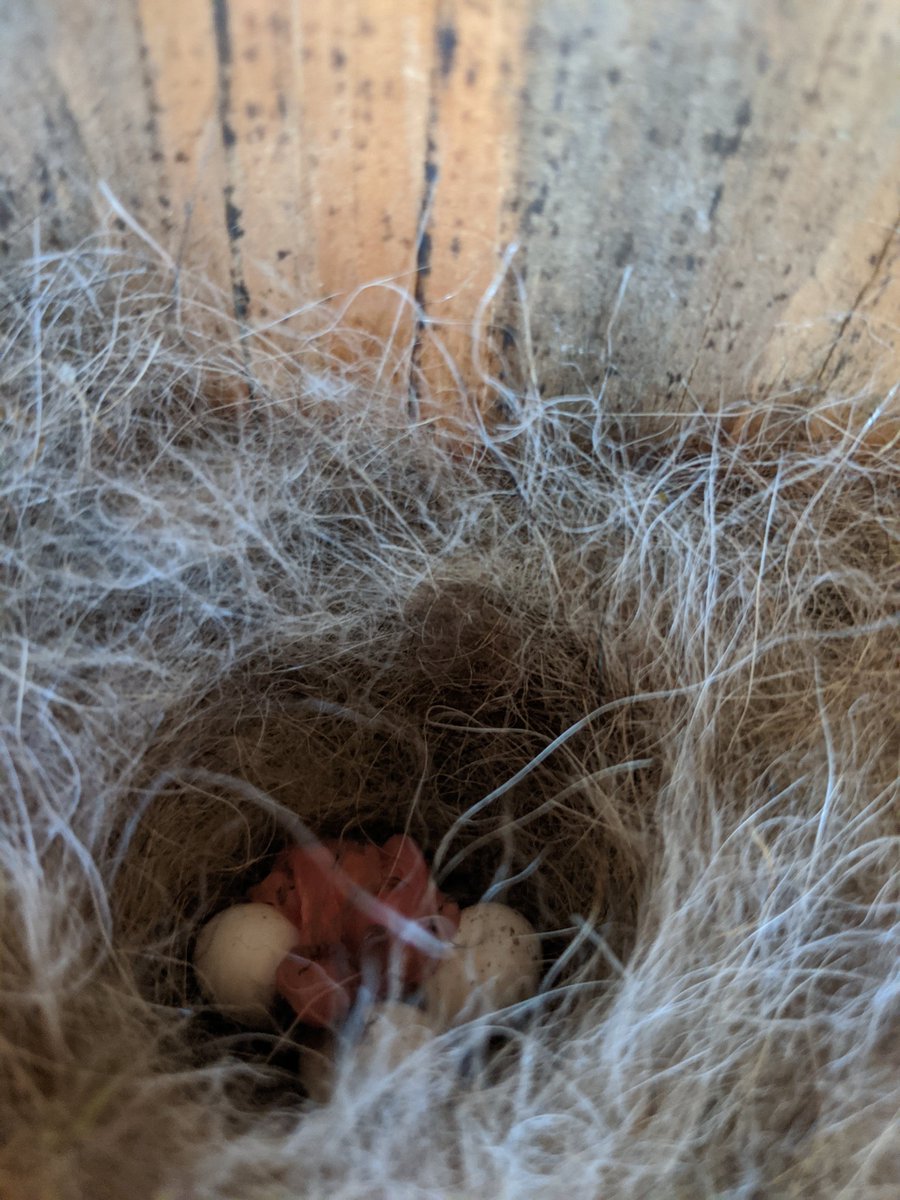 Yesterday (April 1st) I peeked in again, and saw that two chicks had hatched! Checking infrequently was a real test of the observation-seeking scientist vs. first time host to a baby bird nest in me.