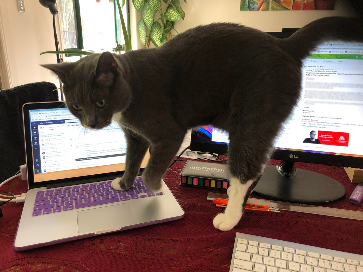 GlycoGriffith's tweet photo. Although Tux is loving having her at home, Fiona is finding the conditions quite cat-astrophic! 

Happy Friday everyone, we hope you are all staying safe, healthy and positive ☺️ https://t.co/HStXyf0K2p