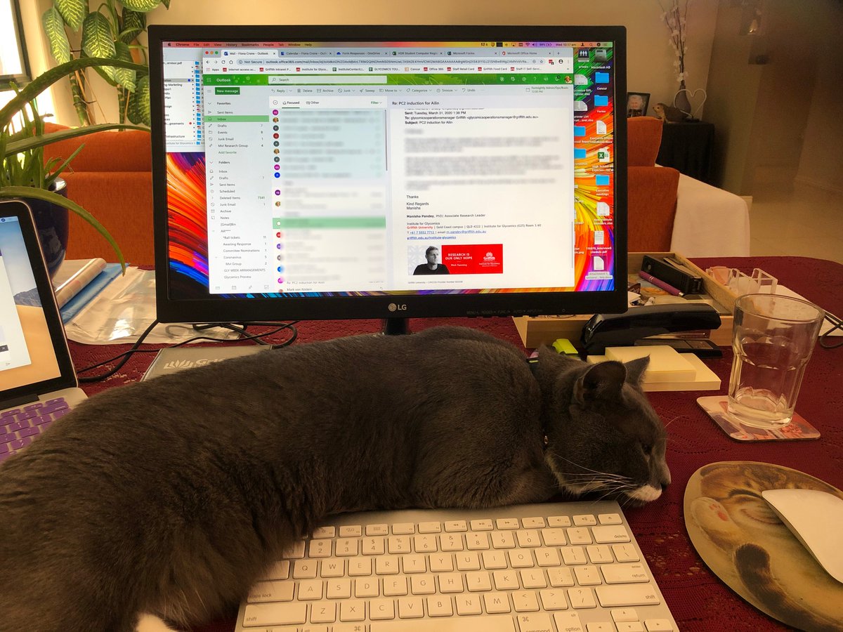 GlycoGriffith's tweet photo. Although Tux is loving having her at home, Fiona is finding the conditions quite cat-astrophic! 

Happy Friday everyone, we hope you are all staying safe, healthy and positive ☺️ https://t.co/HStXyf0K2p