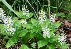 ট ইট র こじやん ４月３日の誕生花 ヒトリシズカ 一人静 別名 吉野静 マユハケソウ センリョウ科 花言葉 隠された美 今日の一句 見つけたり 一人静と 云へる花 森脇襄治