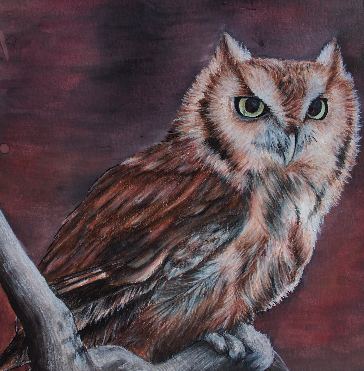 Eastern screech owl watercolor/colored pencil drawing #art #birds #birdart # wildlife #wildlifeart #biology #biologicalillustration #owl #screechowl, image size:1177x1200