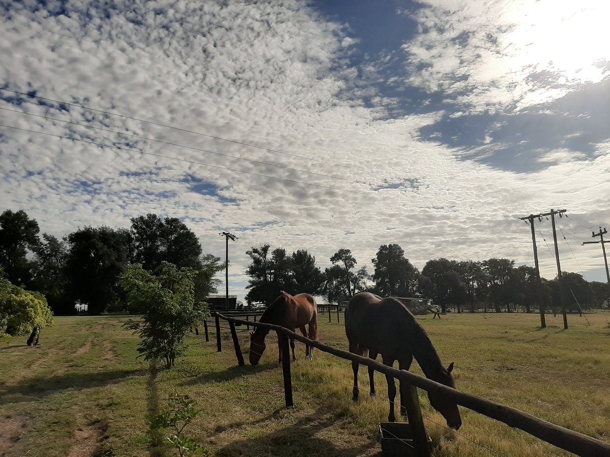 CoastalHCU's tweet photo. One week Lockdown at the Rescue farm done and dusted. We are incredibly humbled by the kind donations to our cause. Covid 19 has brought out the best in most people. Kindness and caring for others. 
To all our Friends, Supporters and Horse Owners out there Stay Safe and at home https://t.co/fctgwNpBmv