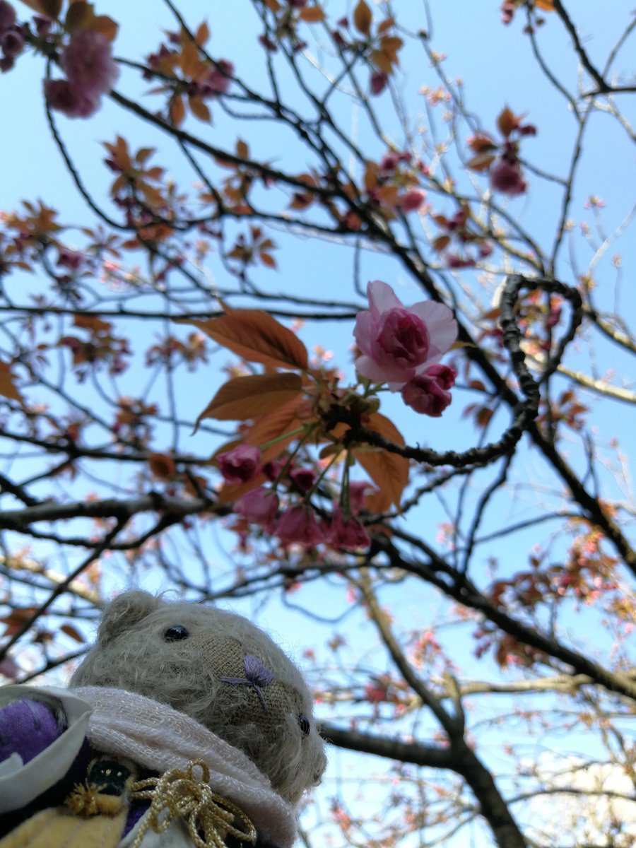 清 今朝主と見た花です 咲き始めていた八重桜 花韮 かな と もう咲いたの なオオムラツツジ あと朝日とソメイヨシノとくまべくん 外仕事の時は様々な花や植物が見れて楽しかったです 早く流行病が落ち着いて また外仕事に近侍として同行する