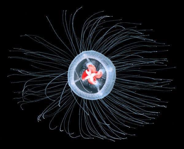 • — Turritopsis dohrnii — •defying death, these jellyfish have unlocked the key to immortality. they can return to their “child” polyp stage to escape death, from the adult medusa body form. they can go back to seeing through the eyes of a child, over and over again 