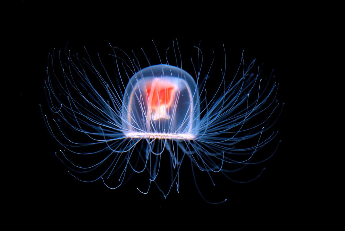 • — Turritopsis dohrnii — •defying death, these jellyfish have unlocked the key to immortality. they can return to their “child” polyp stage to escape death, from the adult medusa body form. they can go back to seeing through the eyes of a child, over and over again 
