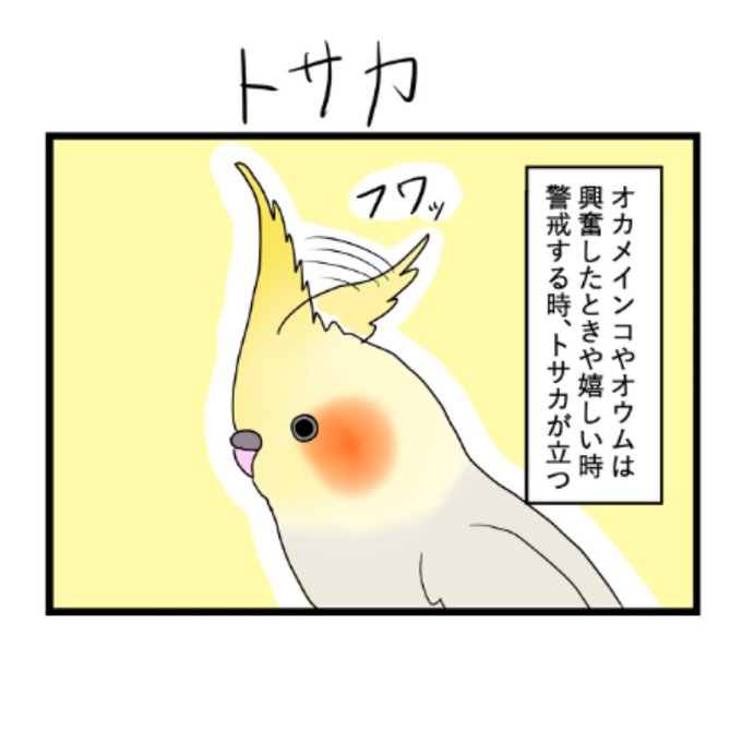 「トサカ」 タクセニョリータ さんのマンガ ツイコミ(仮)