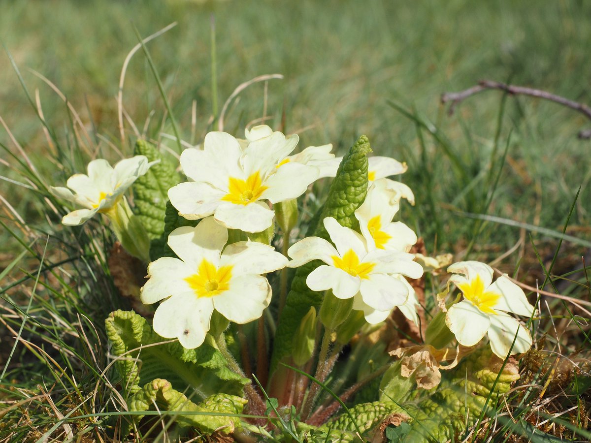 AntonyWoodlandG's tweet photo. Did you know that the name Primrose comes from Old French primerose and Medieval Latin prima rosa and literally means first rose
#firstflowersofspring #lovecornwall https://t.co/U49JPpXGsS