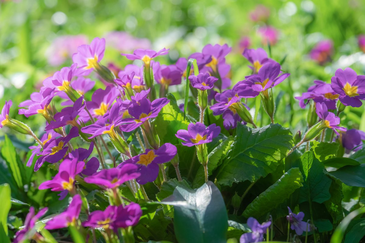 AntonyWoodlandG's tweet photo. Did you know that the name Primrose comes from Old French primerose and Medieval Latin prima rosa and literally means first rose
#firstflowersofspring #lovecornwall https://t.co/U49JPpXGsS