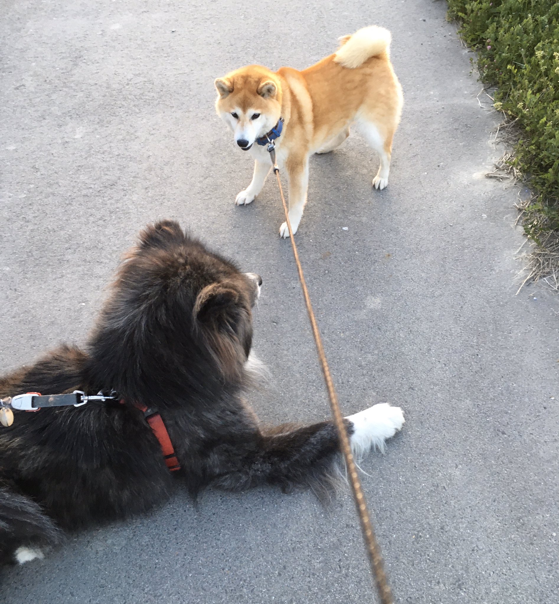 フルサイズの秋田犬と柴犬が出会った 比べると柴犬が小型犬なのがよくわかる 話題の画像プラス フルサイズの秋田犬と柴犬が出会った 比べると柴犬が小型犬なのがよくわかる 話題の画像プラス