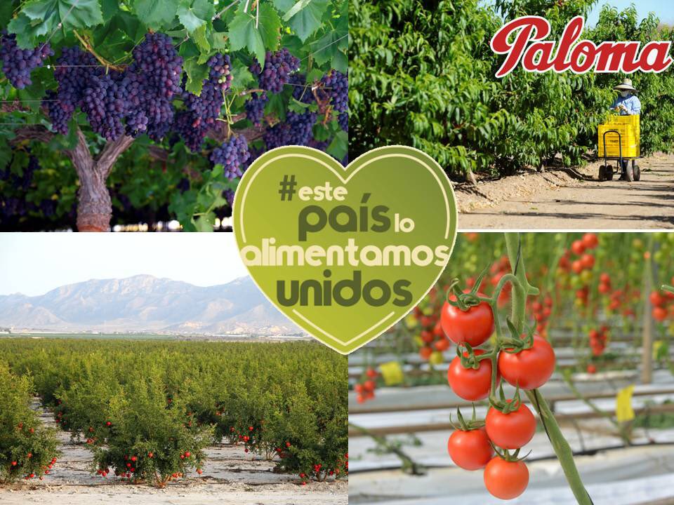 grupo_paloma's tweet image. El sector hortofruticola  se une porque #EstePaisLoAlimentamosUnidos
Orgullosos del esfuerzo que están realizando todos nuestros trabajadores,proveedores y todas ls personas que formamos este sector para garantizar el abastecimiento durante esta crisis sanitaria.👏🏻
#ElCampoNoPara