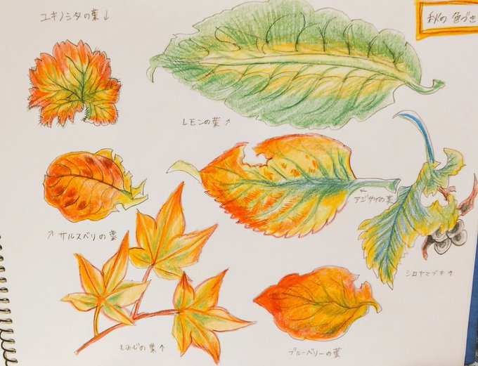 色鉛筆画のtwitterイラスト検索結果 古い順 色鉛筆画のtwitterイラスト検索結果 古い順