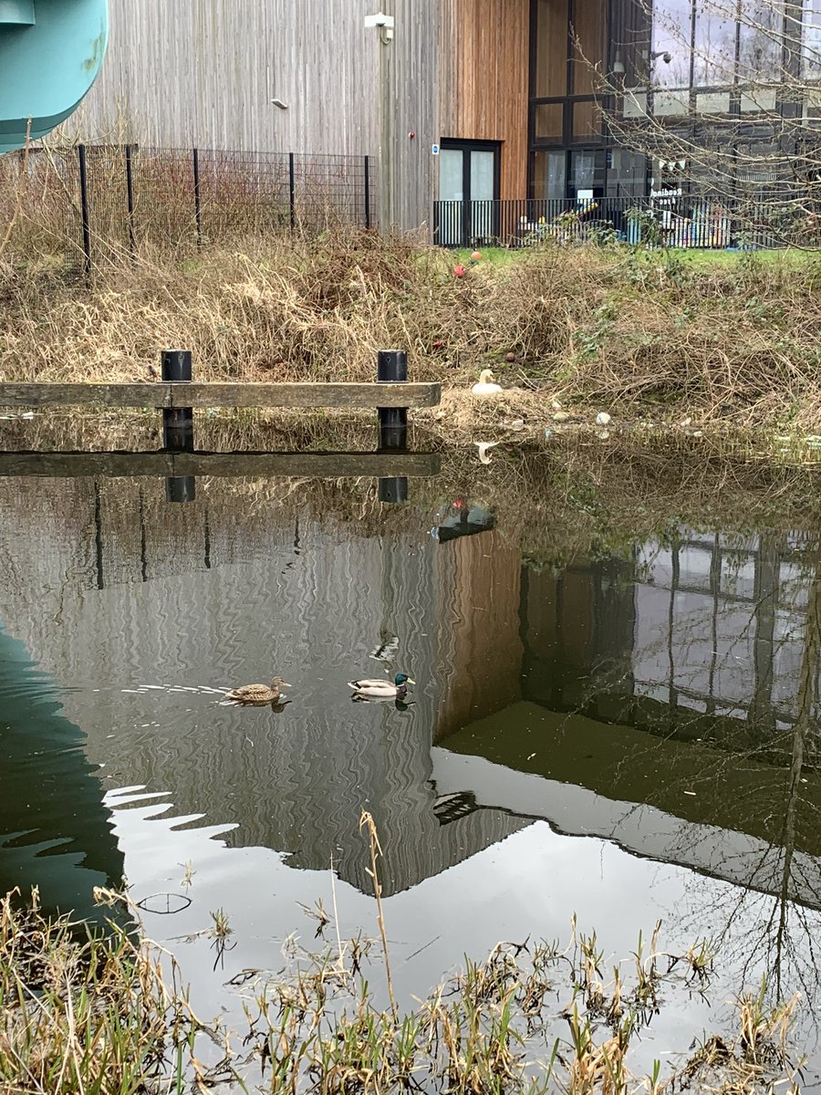 Louisa been checking in on the swan (and the school!) and taking photographs of her on the nest <a href="/lairdslandPS/">Lairdsland Primary</a>