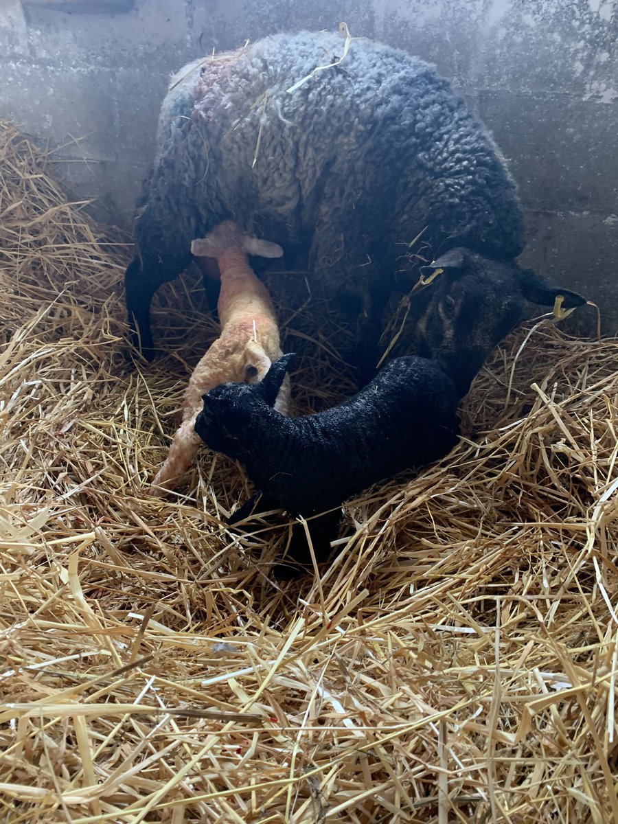 MareshahStud's tweet photo. 🌟 my first 4 lambs 🐑 born 10 mins apart. It wasn’t easy for these little hoggets 😓 but thank God all is well 🙏🏻 #springlambing #blessed https://t.co/k37GsnFFd8