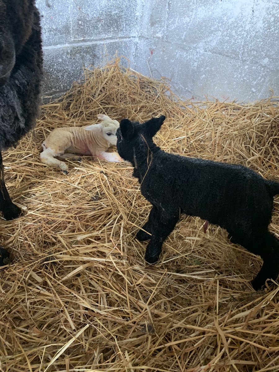 MareshahStud's tweet photo. 🌟 my first 4 lambs 🐑 born 10 mins apart. It wasn’t easy for these little hoggets 😓 but thank God all is well 🙏🏻 #springlambing #blessed https://t.co/k37GsnFFd8