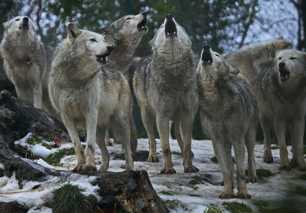 The 8th C tale Togail Bruidne Dá Derga (part of the Book of the Dun Cow) notes that King Conaire kept 7 wolves as hostages in his house in order to ensure that the wolves of Ireland only took 1 male calf from each herd each year! Gary Wilson at Dublin Zoo.