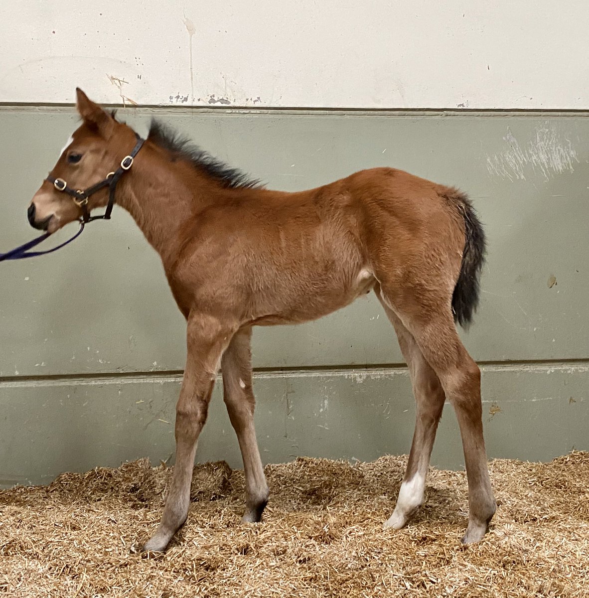 ThoroughbrdTale's tweet photo. ***🏇🏻COMPETITION 🏇🏻***
guess the sire of this foal to win two @sfstud branded snoods. You MUST reply with your answer to this tweet &amp; RETWEET it. Answer and winner announced at 5pm (ish) daily. https://t.co/BlkhCQAop0