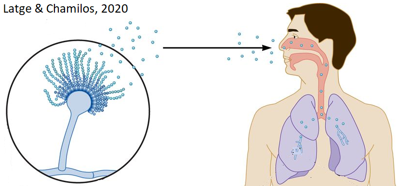  #Aspergillus fumigatus is found everywhere – in air & soil, indoors & outdoors, in every country – and plays an important role as a decomposer. It produces tiny spores that float on air currents & it is estimated we inhale 100s of these spores every day. [2/12]