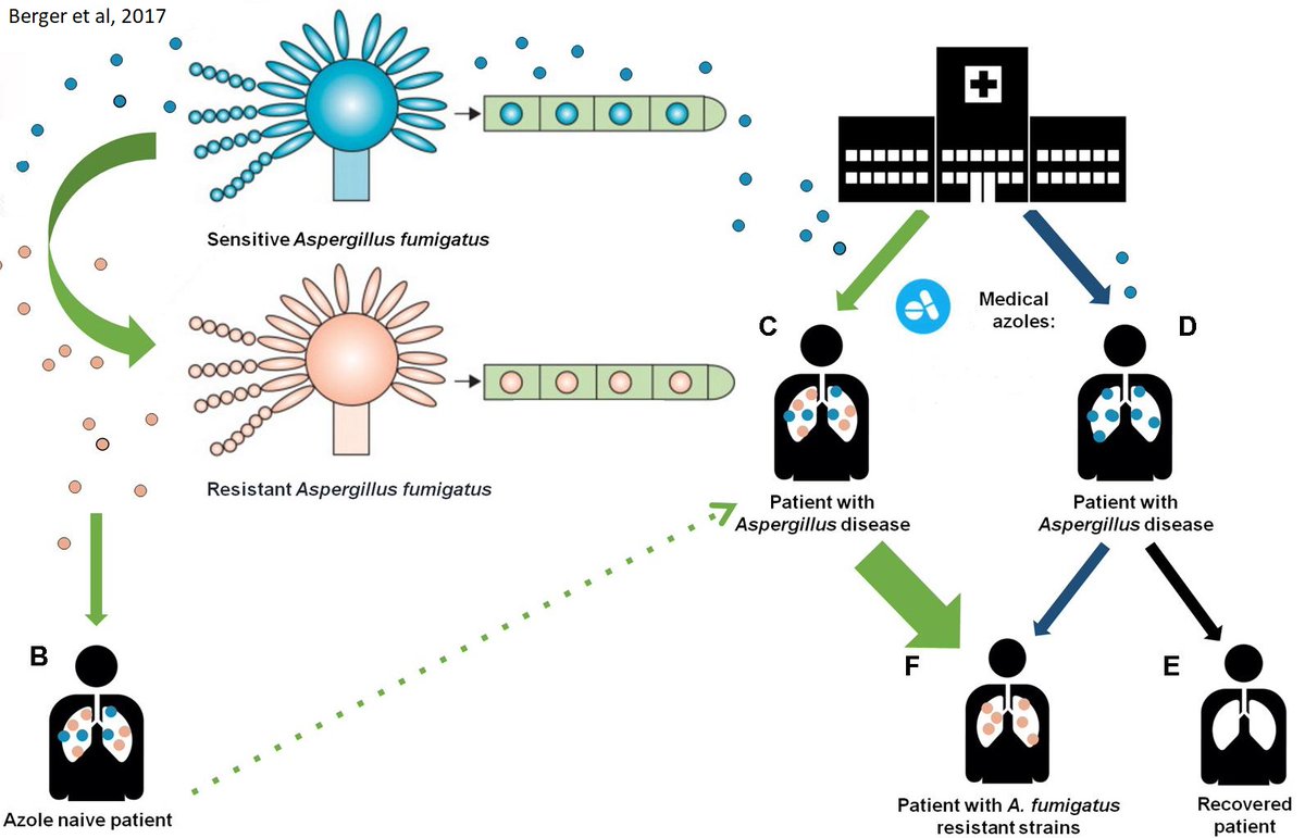  #Aspergillosis diseases are treated with  #antifungal drugs containing  #azoles. Azole-resistant infections are increasing, even in patients that have never received azole drugs before. This suggests that  #Aspergillus fumigatus is acquiring resistance in the environment. [4/12]