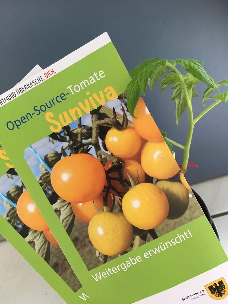 do_foss's tweet image. Last call! Das Umweltamt der @stadtdortmund verschickt kostenlos und deutschlandweit #opensource Saatgut für Sunviva Coctailtomaten. #opensourceseeds Solange der Vorrat reicht. dortmund.de/de/leben_in_do… Kontakt cnaehle@stadtdo.de @OpenSeeds