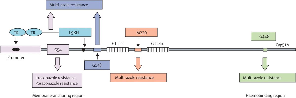 Azole-resistance is commonly caused by mutations in a gene called cyp51A & its promoter region. I plan to extract DNA from  #Aspergillus fumigatus that grew on tebuconazole & sequence this gene region to find mutations responsible for azole-resistance. [9/12]  #moleculargenetics
