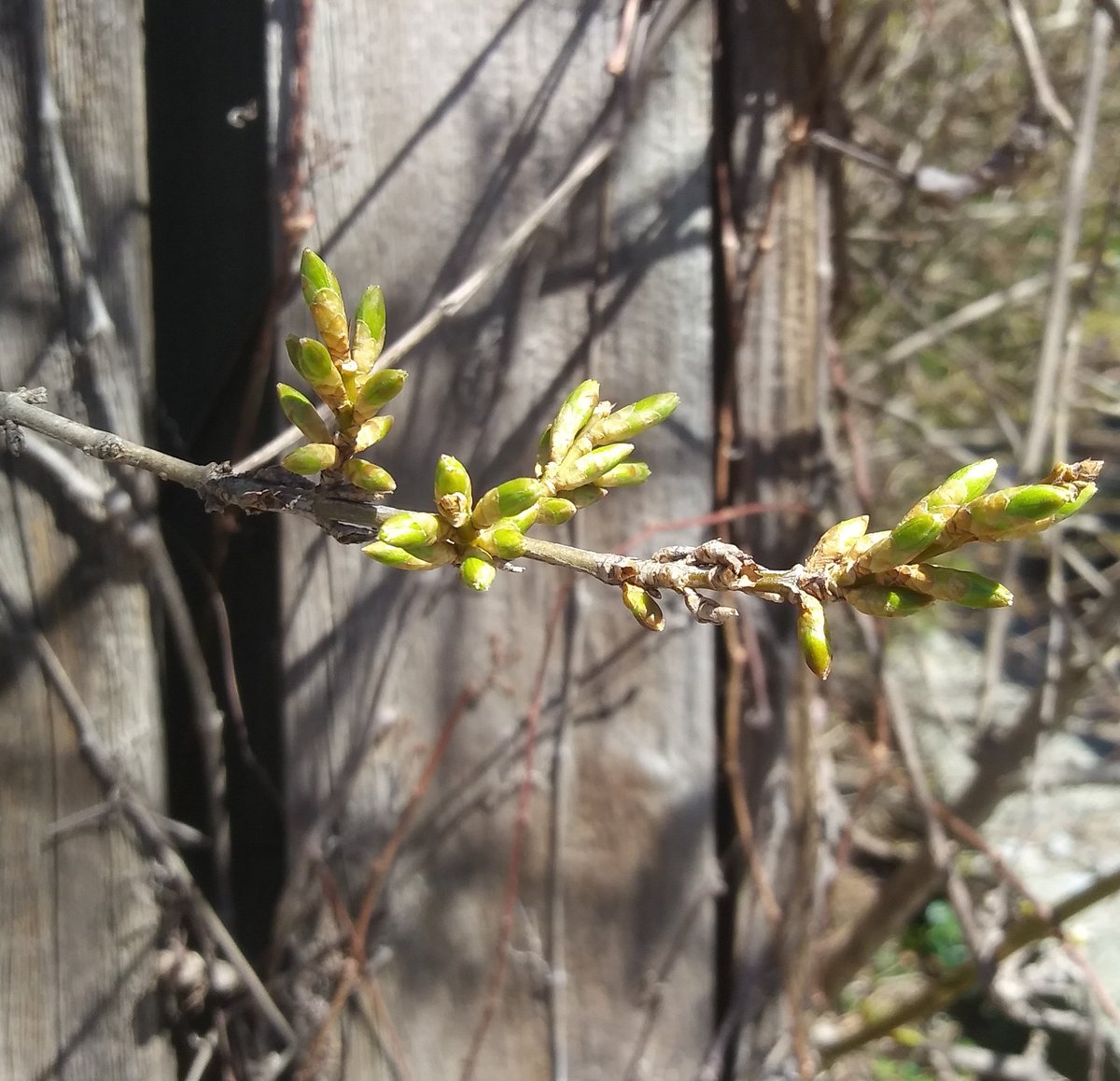 DayToDayBotany's tweet photo. Do you know what are these branches are preparing for? 
They are getting ready for a full celebration of spring and a welcome back to us when we get over the current crisis of #covid-19. Until then, #stayhome and #savelives ❤❤🌸🌷🍀🌹
#plantstories
#plantlove
#Daytodaybotany https://t.co/LlGJMGAK0R