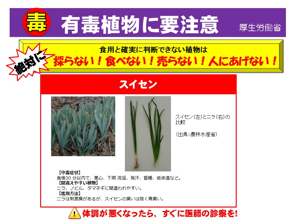 厚生労働省 要注意 身近にある 有毒植物 有毒植物を食用の植物と誤って食べて 食中毒 になる事例が毎年発生しています 食用と確実に判断できない植物は 採らない 食べない 売らない 人にあげない 体調が悪くなったら すぐに医師の診察を 厚生労働省 要注意 身近にある 有毒植物 有毒植物を食用の植物と誤って食べて 食中毒 になる事例が毎年発生しています 食用と確実に判断できない植物は 採らない 食べない 売らない 人にあげない 体調が悪くなったら すぐに医師の診察を